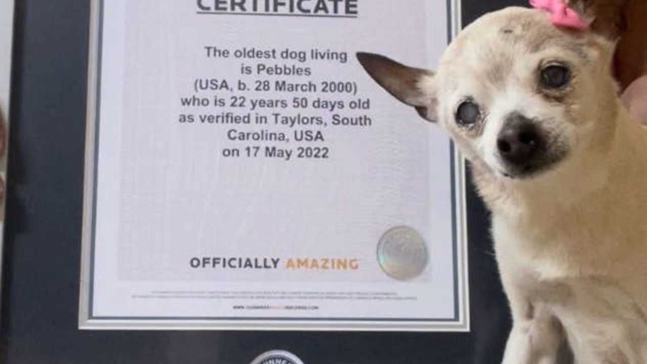 Yaşayan en yaşlı köpek rekorunun yeni sahibi Pebbles oldu