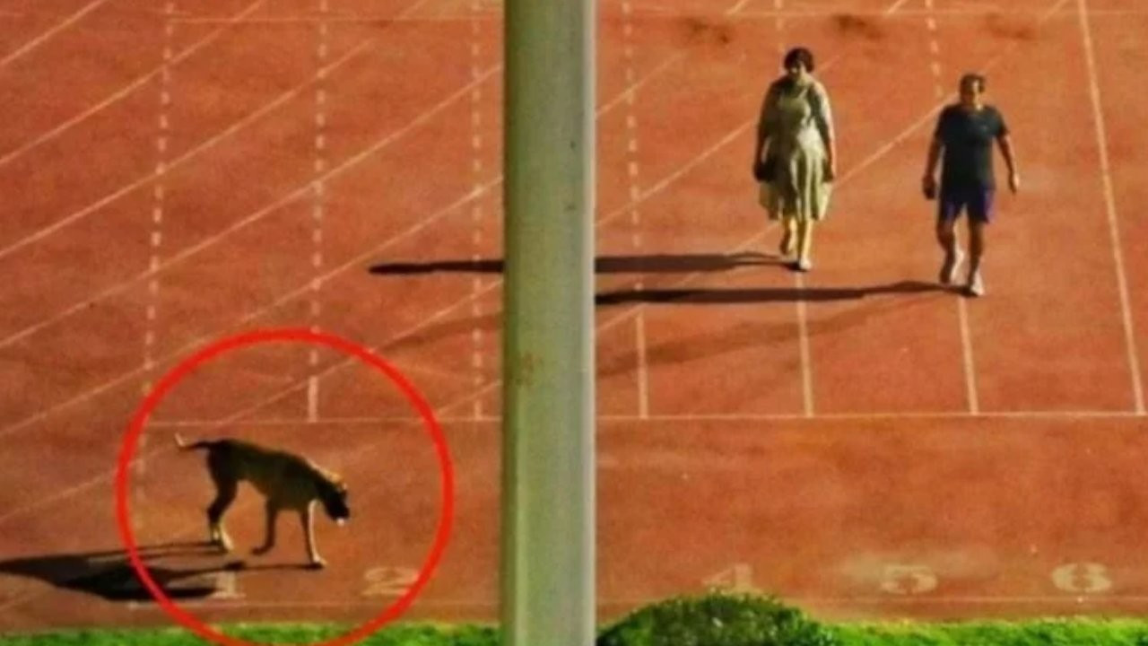 Hindistan'da köpek gezdirmek için stadyum kapattırdılar