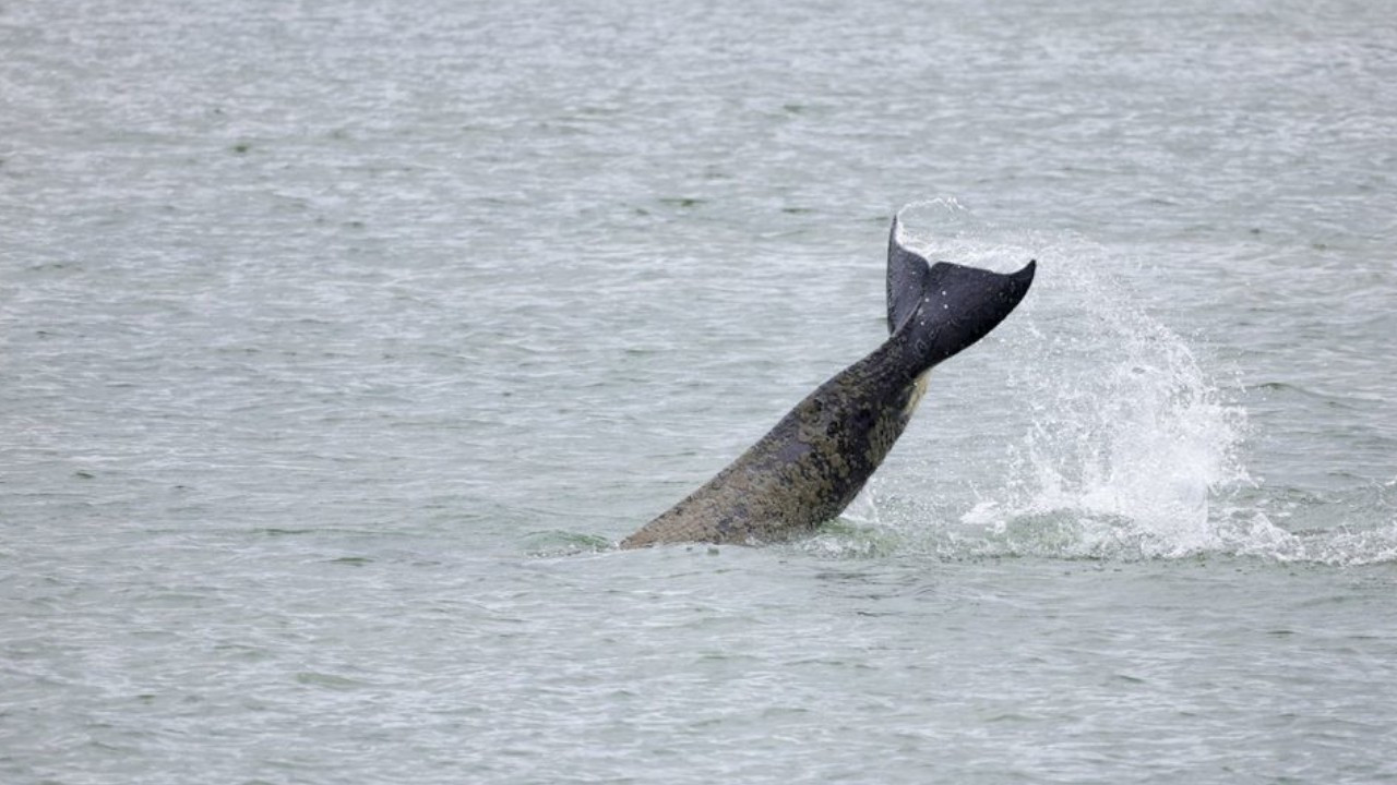 Seine Nehri’nde mahsur kalan katil balinaya ötanazi kararı