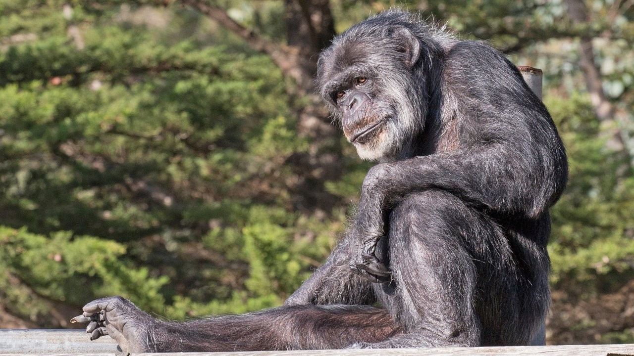 İnsanlar neden diğer primatlara göre daha az uyuyor?