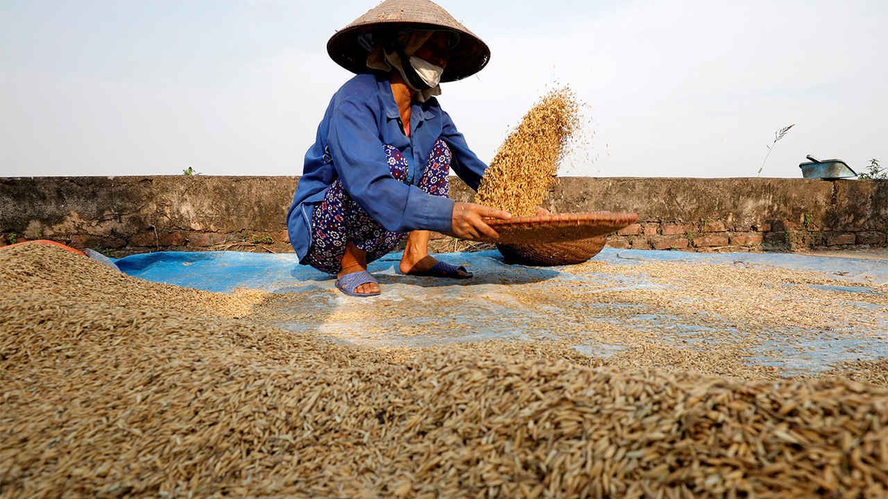 Sri Lanka'da çiftçilerden pirinç yetiştirmeleri istendi
