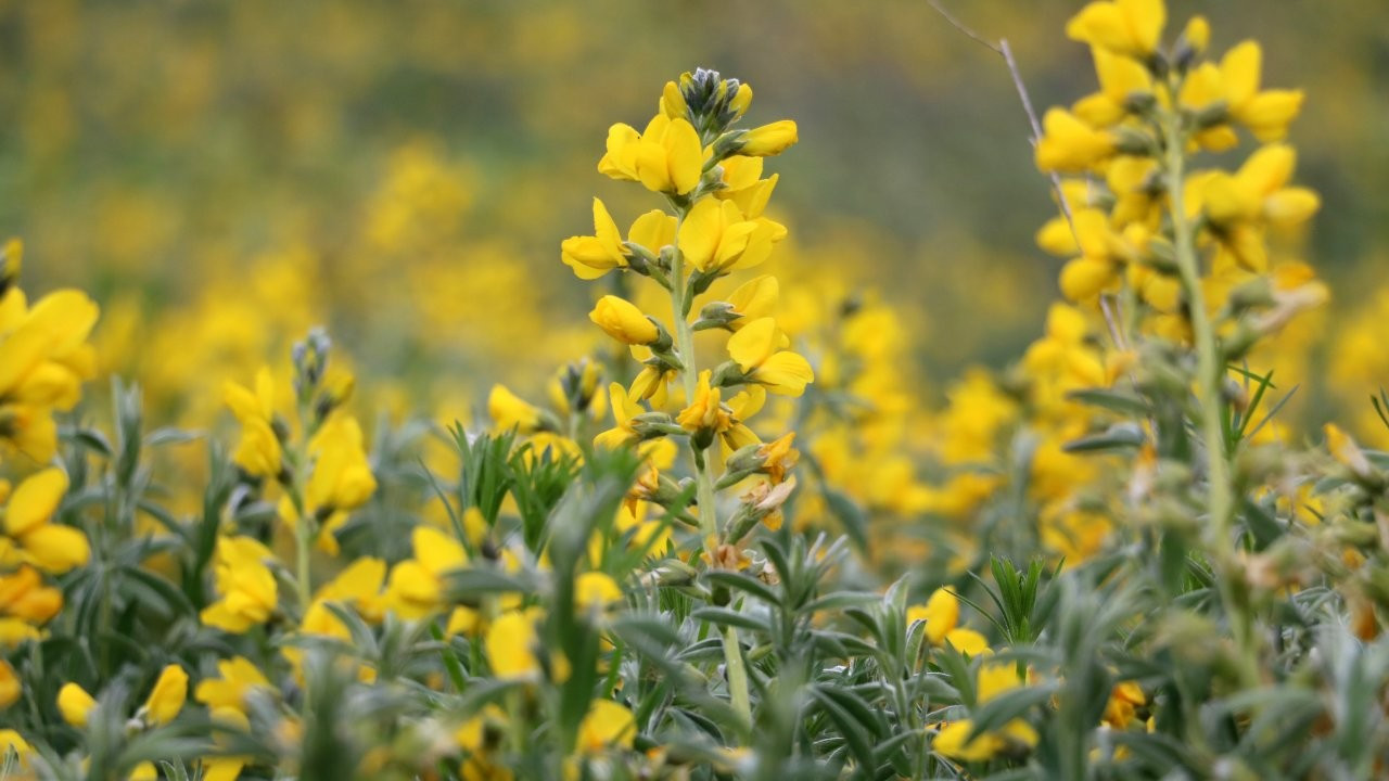 Eber sarısı çiçeğini koparana 109 bin lira para cezası