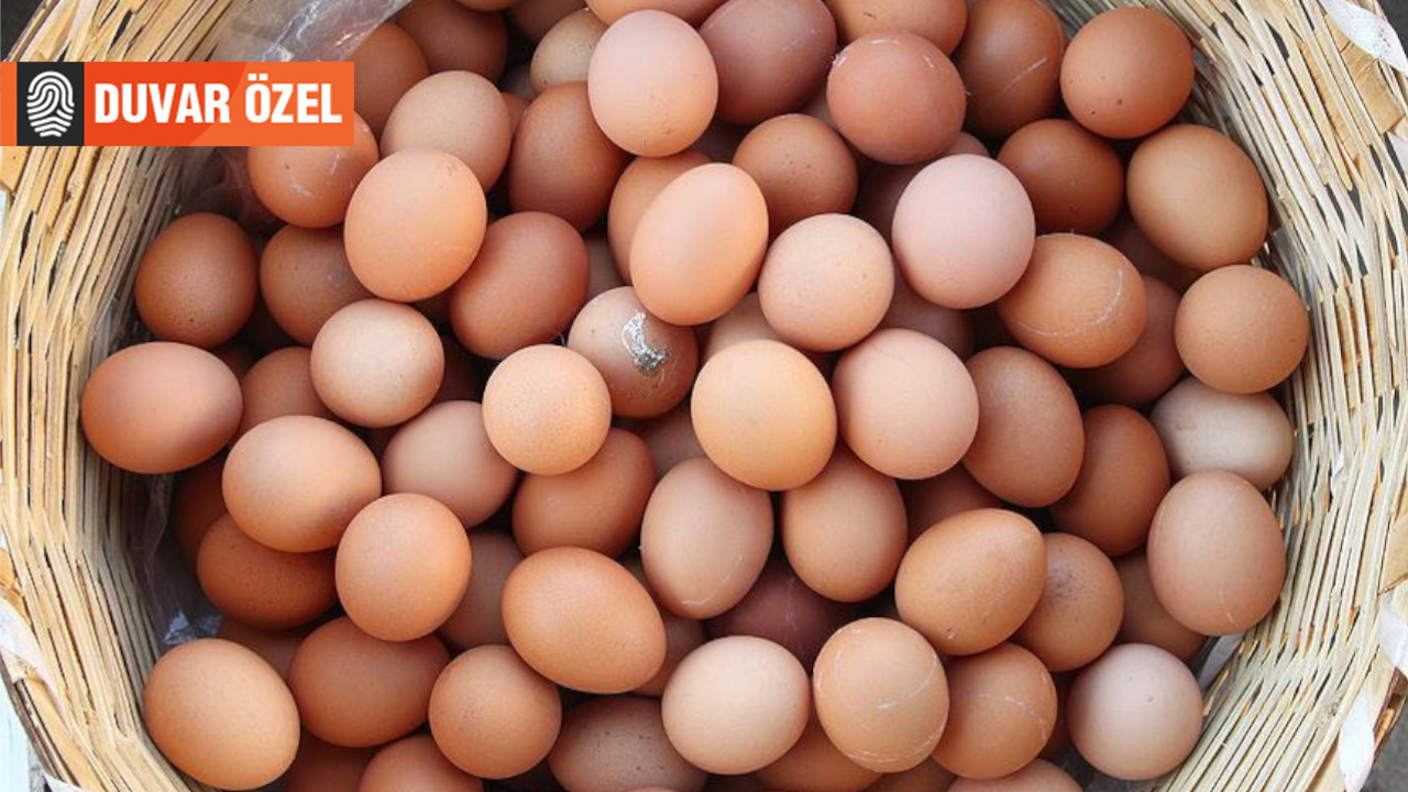 Yumurta üreticileri dertli: Tavuklar kesime gönderiliyor