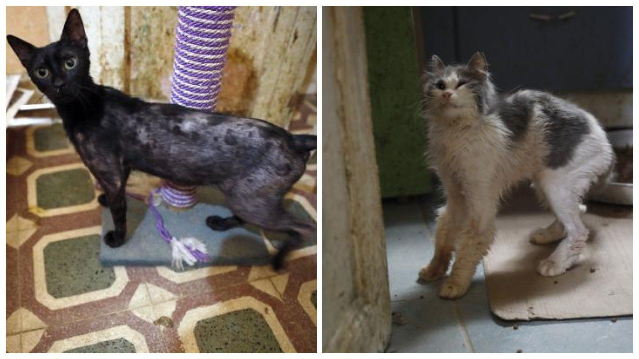 İddia: Büyükada'da 4 ayda, 700 kedi öldü - Sayfa 1