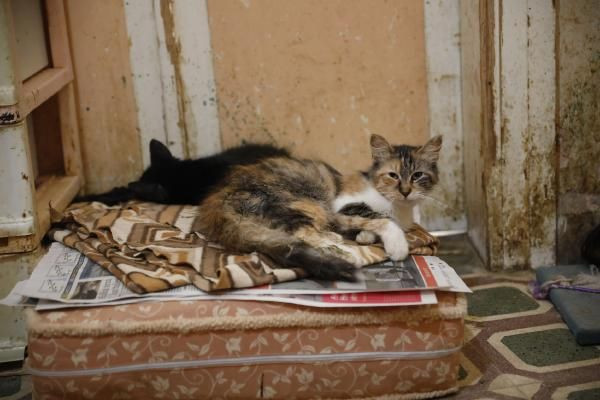 İddia: Büyükada'da 4 ayda, 700 kedi öldü - Sayfa 2
