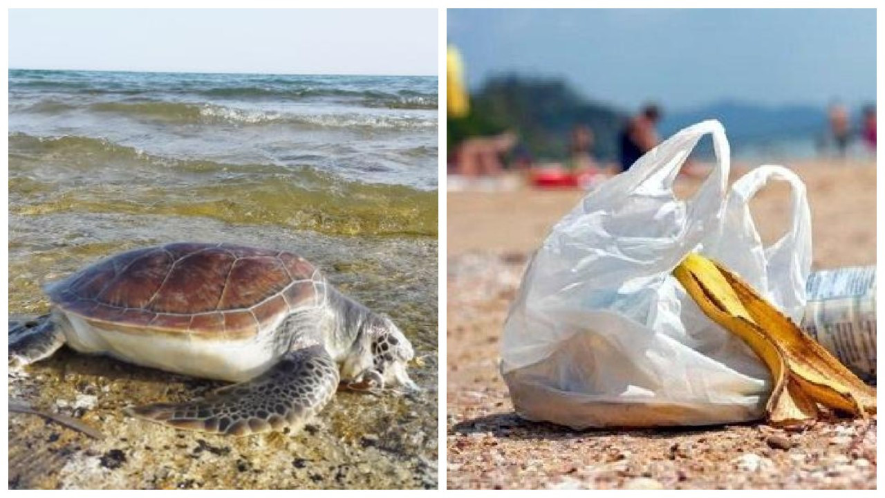 Kaplumbağalar için 'poşet' uyarısı: Denizanası sanıp yutuyorlar