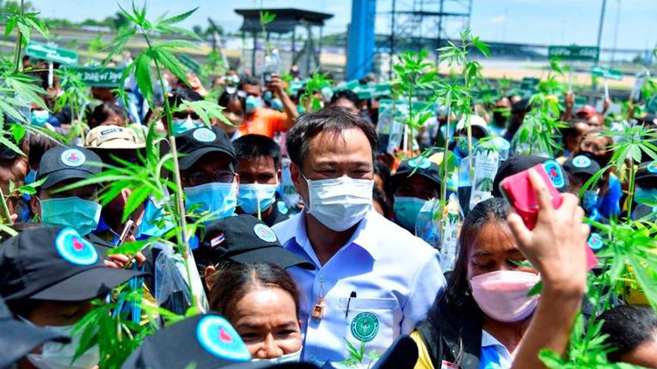 Tayland'da marihuana kampanyası: Hükümet 1 milyon kenevir dağıtıyor