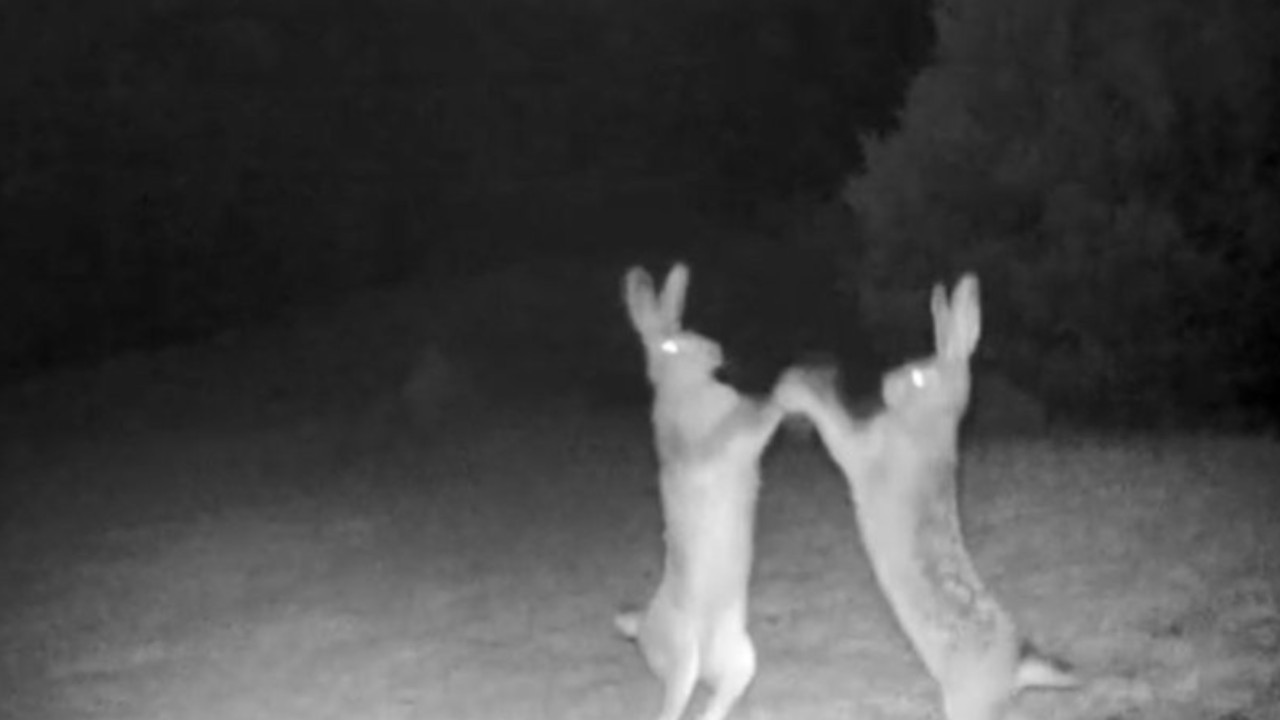 Kavga eden tavşanlar fotokapana yakalandı