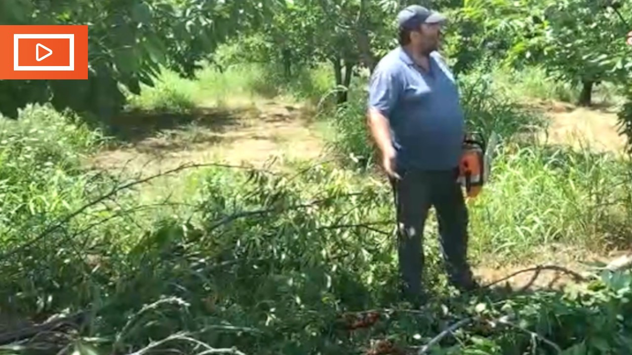 Maliyetleri karşılayamayan çiftçi, 250 kiraz ağacını kesti