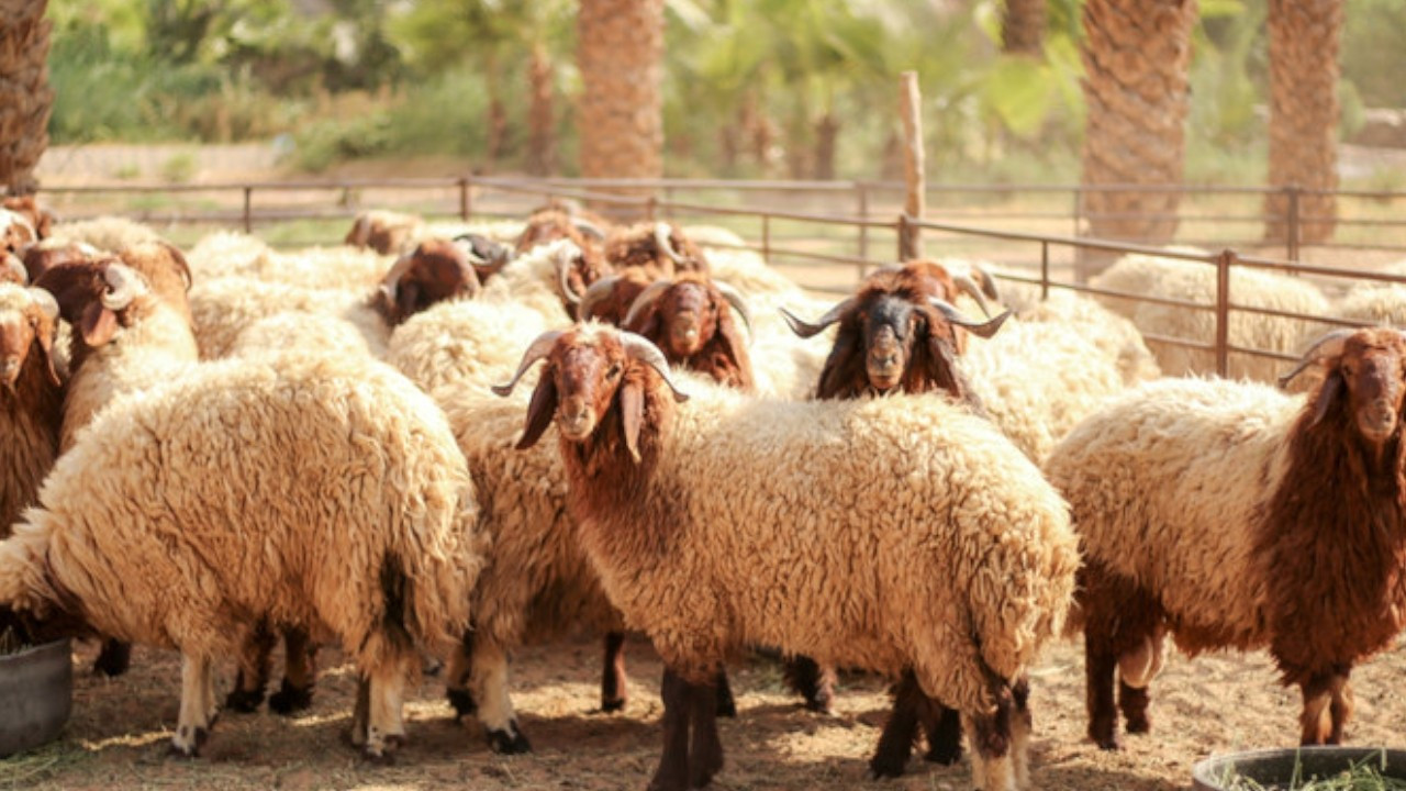 Sudan'da kargo gemisi battı: 15 binden fazla koyun can verdi