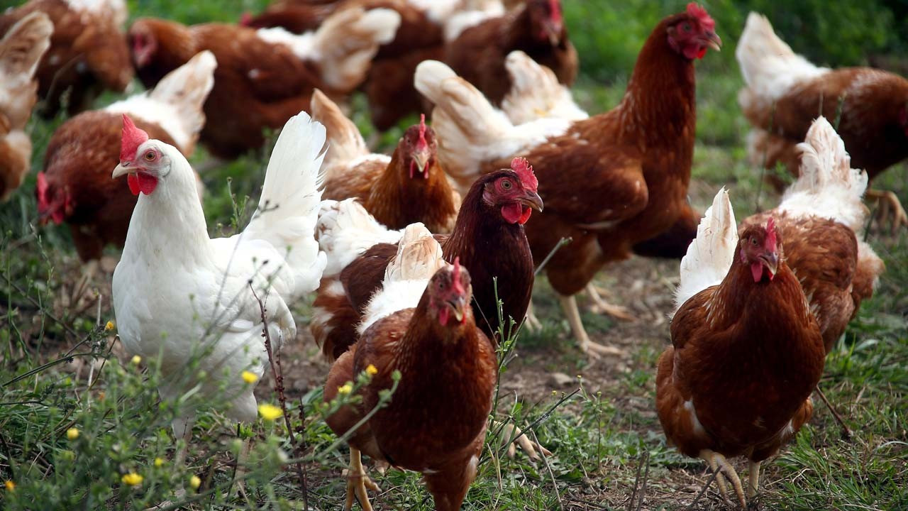 Taylandlı çiftçiler bronşiti önlemek için tavukları kenevirle besliyor