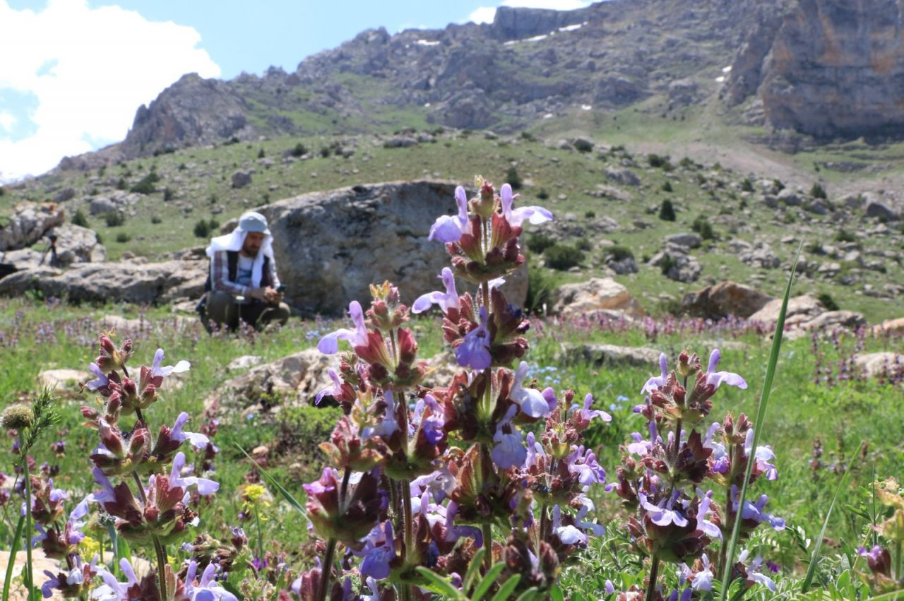 Munzur Dağları'nda 2 bin 648 böcek ve 955 bitki türü kayıt altına alındı - Sayfa 4