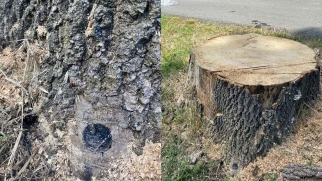 Orman Bölge'den İBB'ye 'izinsiz ağaç kesimi' cezası