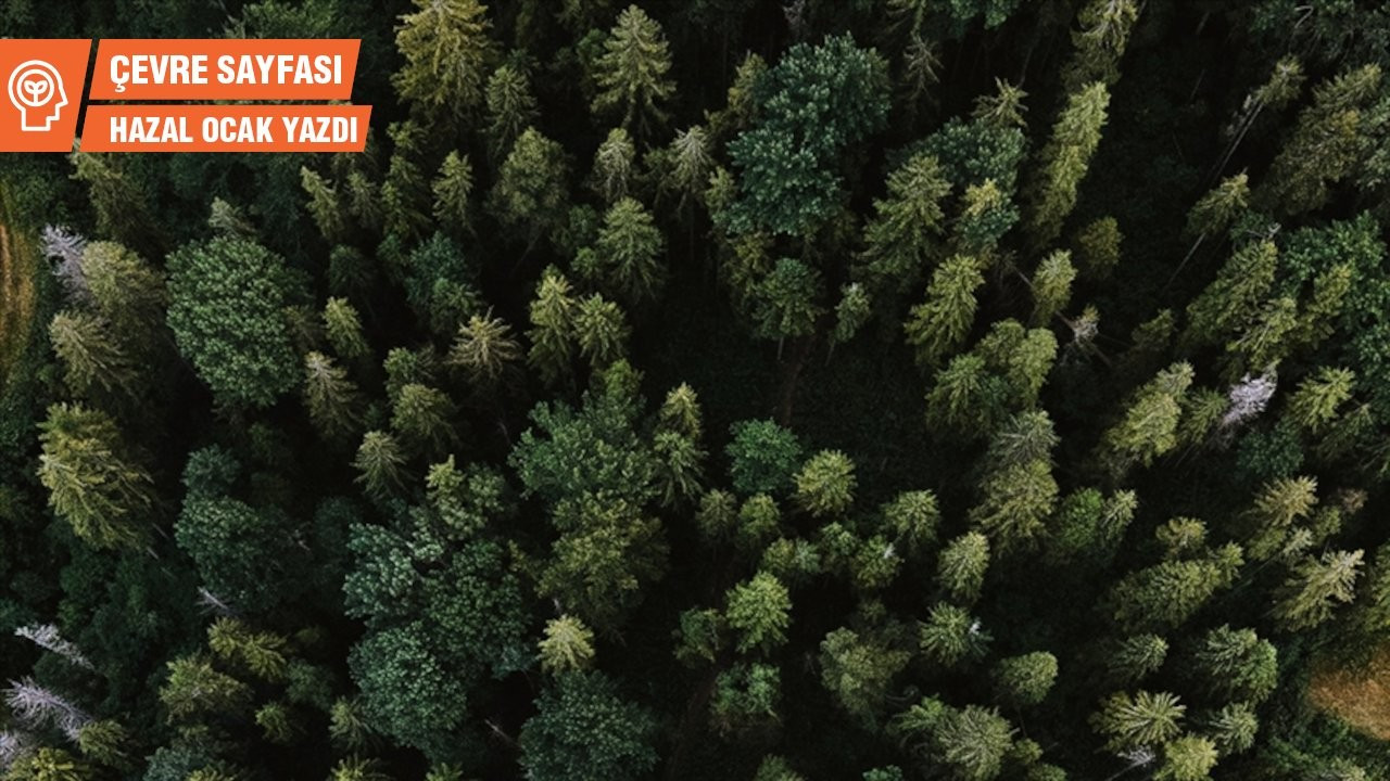 Çevre Sayfası... Türkiye ormanlarını yitiriyor: Açıklanan rakamlar şişiriliyor