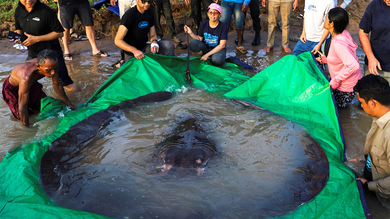 Kamboçya'da 300 kiloluk dünyanın en büyük tatlı su balığı yakalandı
