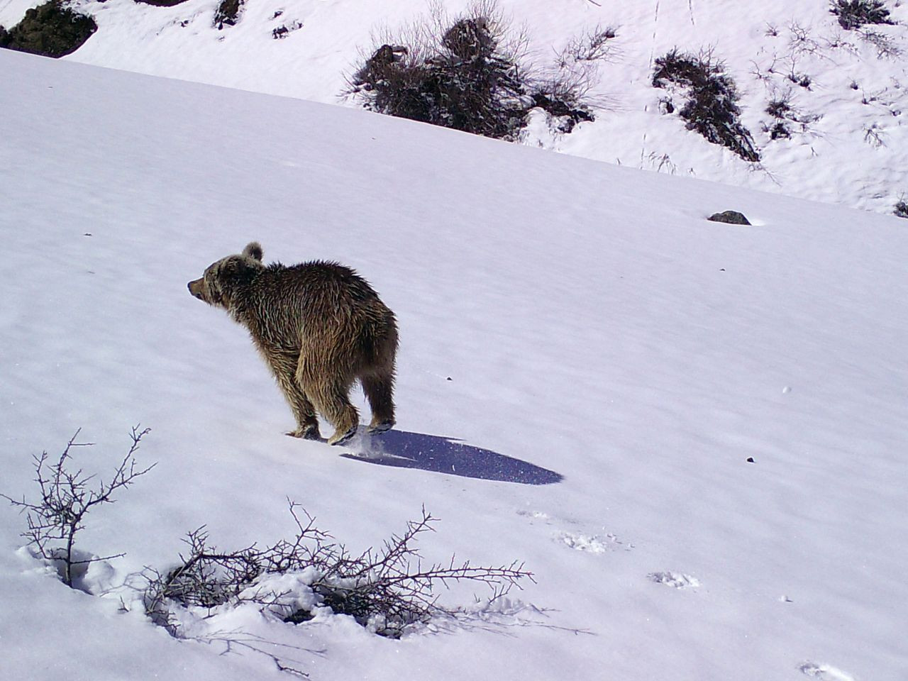 Bingöl'de yaban hayatı görüntülendi: Ayı, kurt, dağ keçisi, vaşak... - Sayfa 2