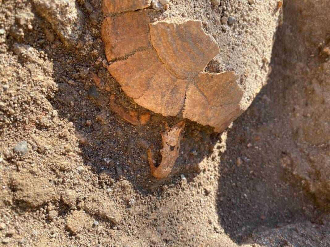 Pompeii'de yeni keşif: Bir kaplumbağa ile yumurtasının kalıntıları bulundu - Sayfa 3