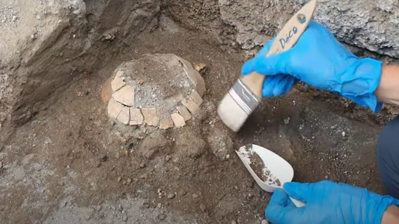 Yeni keşif: Bir kaplumbağa ile yumurtasının kalıntıları bulundu