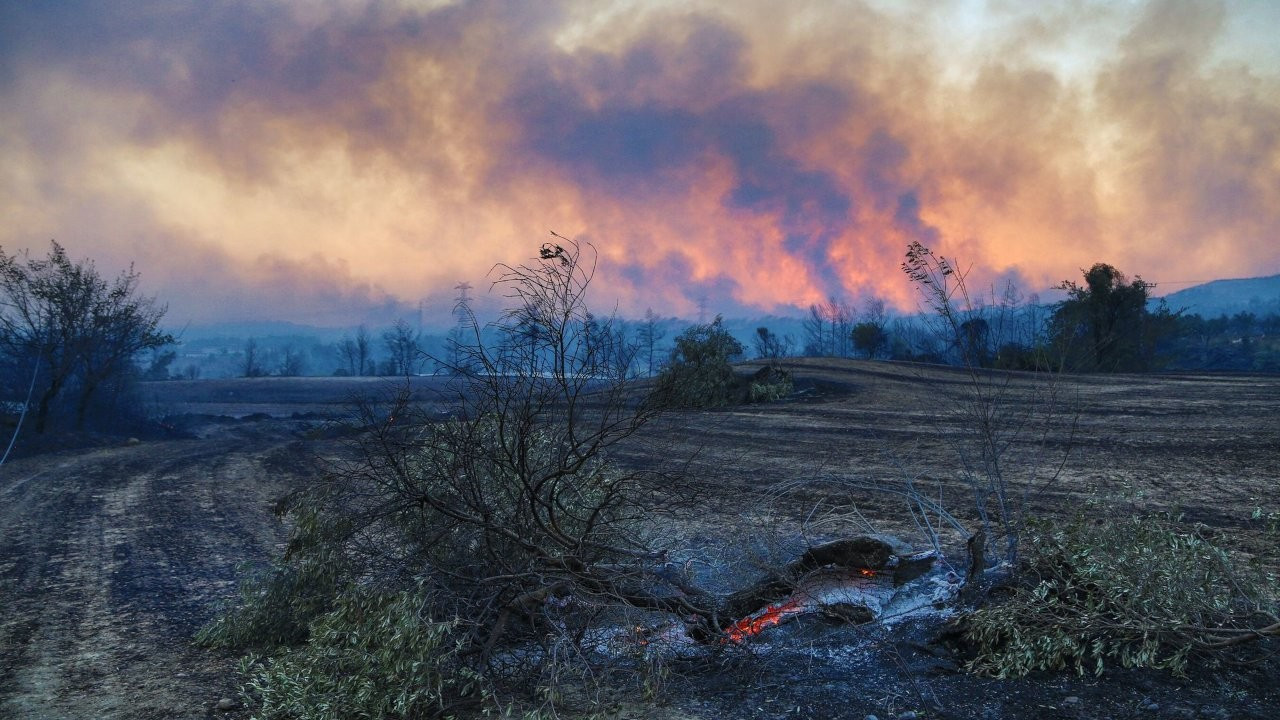 Araştırma: En eski orman yangını 430 milyon yıl önce yaşandı