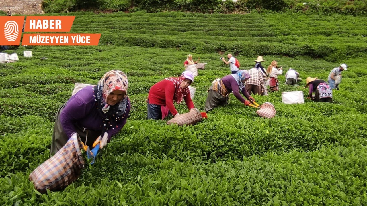 Çay üreticileri bir araya geldi: Çok vahşi ve tehlikeli bir düzenleme