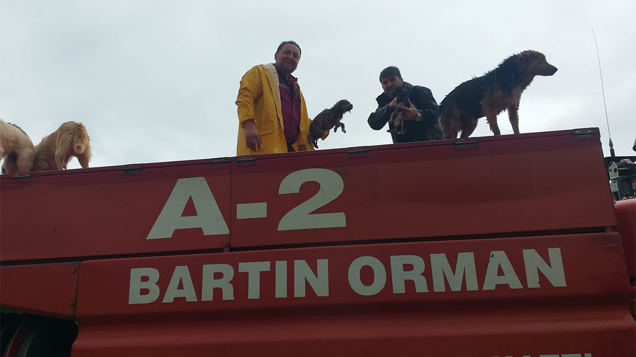 Bartın'da su basan barınakta 56 köpek öldü: Sahibine 434 bin TL ceza