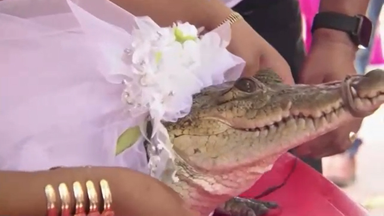 Meksika'da belediye başkanı timsahla evlendi