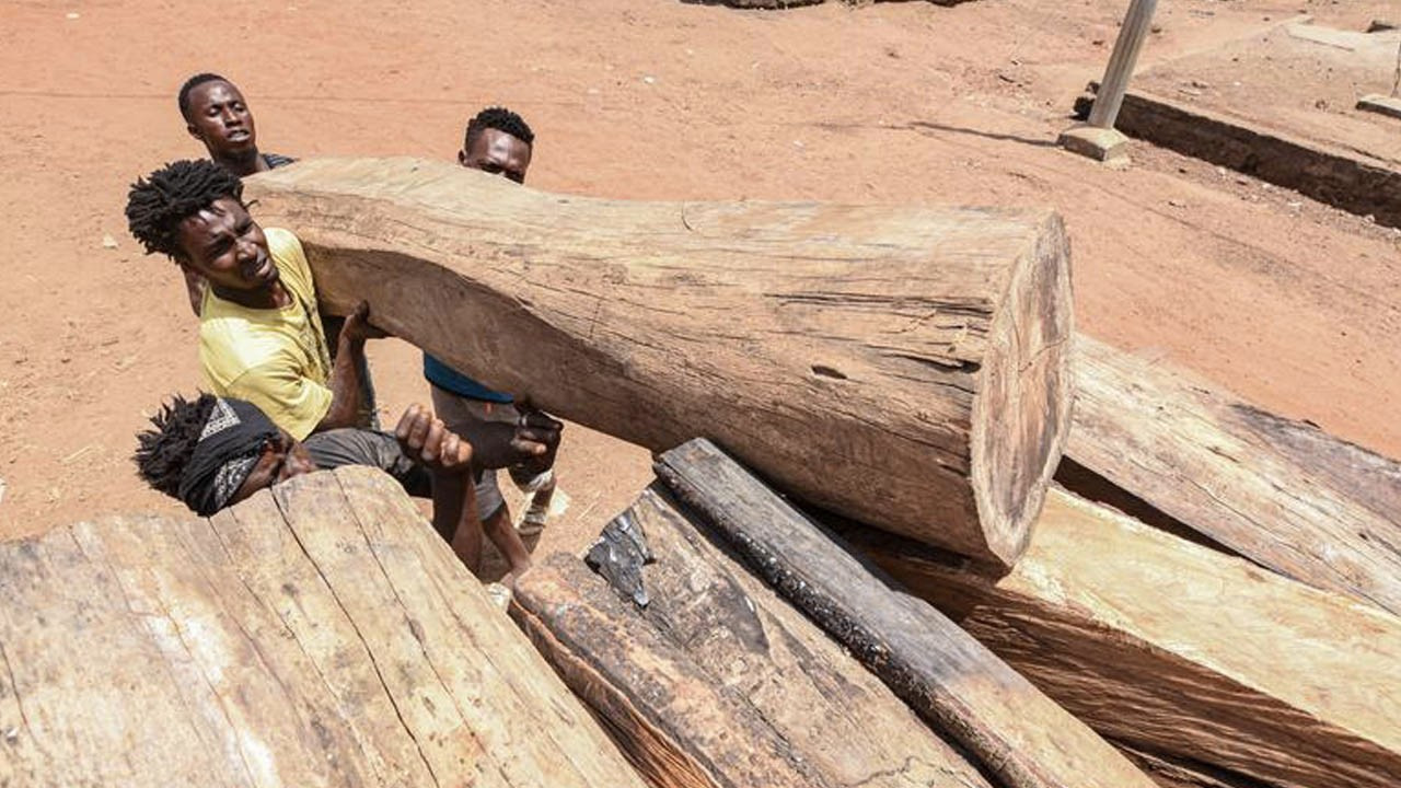 Gambiya'da gül ağaçlarını korumak için kereste ihracatı yasaklandı