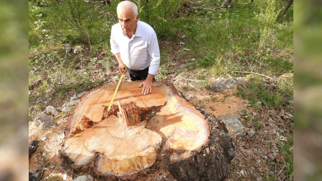 AK Partili vekil isyan etti: 500-1200 yaşındaki ağaçları kestiler