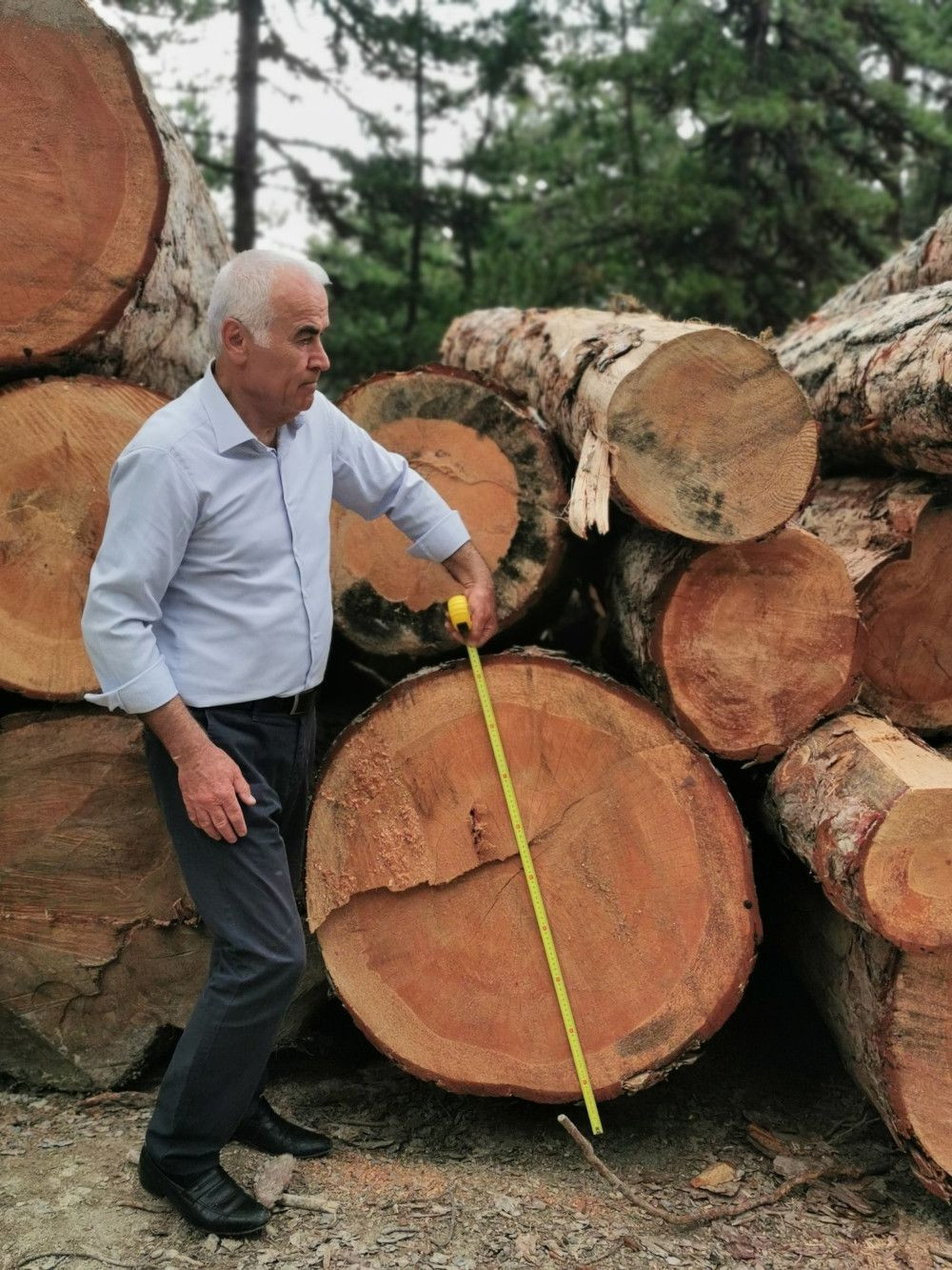AK Partili vekil isyan etti: Orman işletmesi 500-1200 yaşındaki ağaçları kesti - Sayfa 1