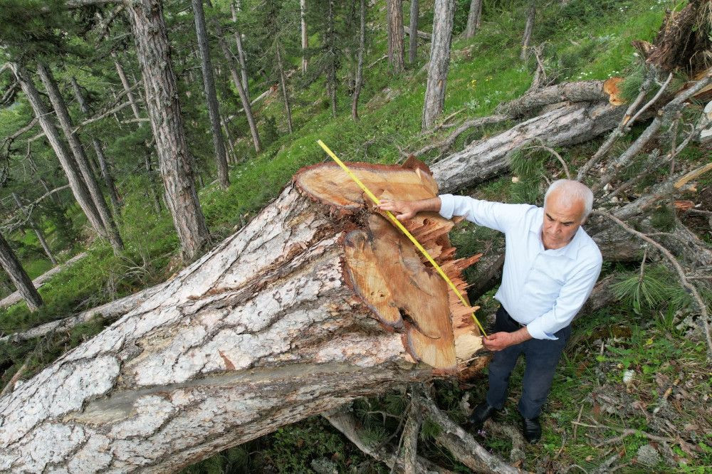 AK Partili vekil isyan etti: Orman işletmesi 500-1200 yaşındaki ağaçları kesti - Sayfa 2