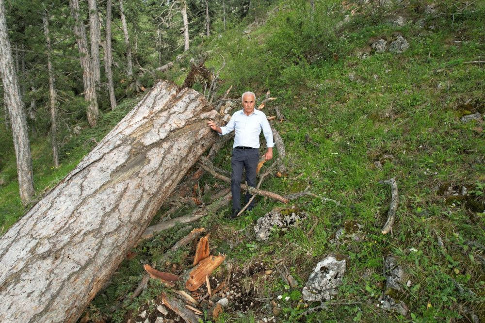 AK Partili vekil isyan etti: Orman işletmesi 500-1200 yaşındaki ağaçları kesti - Sayfa 3