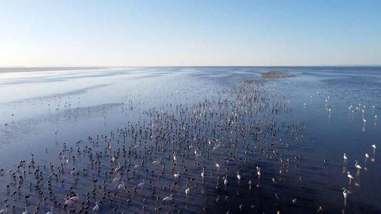 Tuz Gölü’nde binlerce yavru flamingo yumurtadan çıktı - Sayfa 1