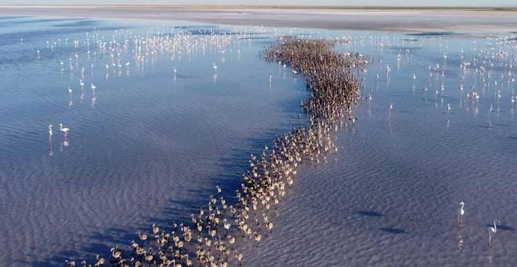 Tuz Gölü’nde binlerce yavru flamingo yumurtadan çıktı - Sayfa 2