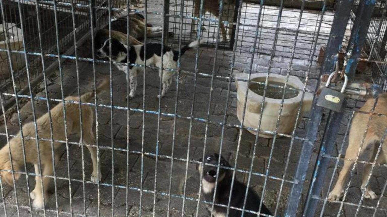 İddia: Bayındır Belediyesi Bakımevi'nde yüzlerce köpek öldürüldü