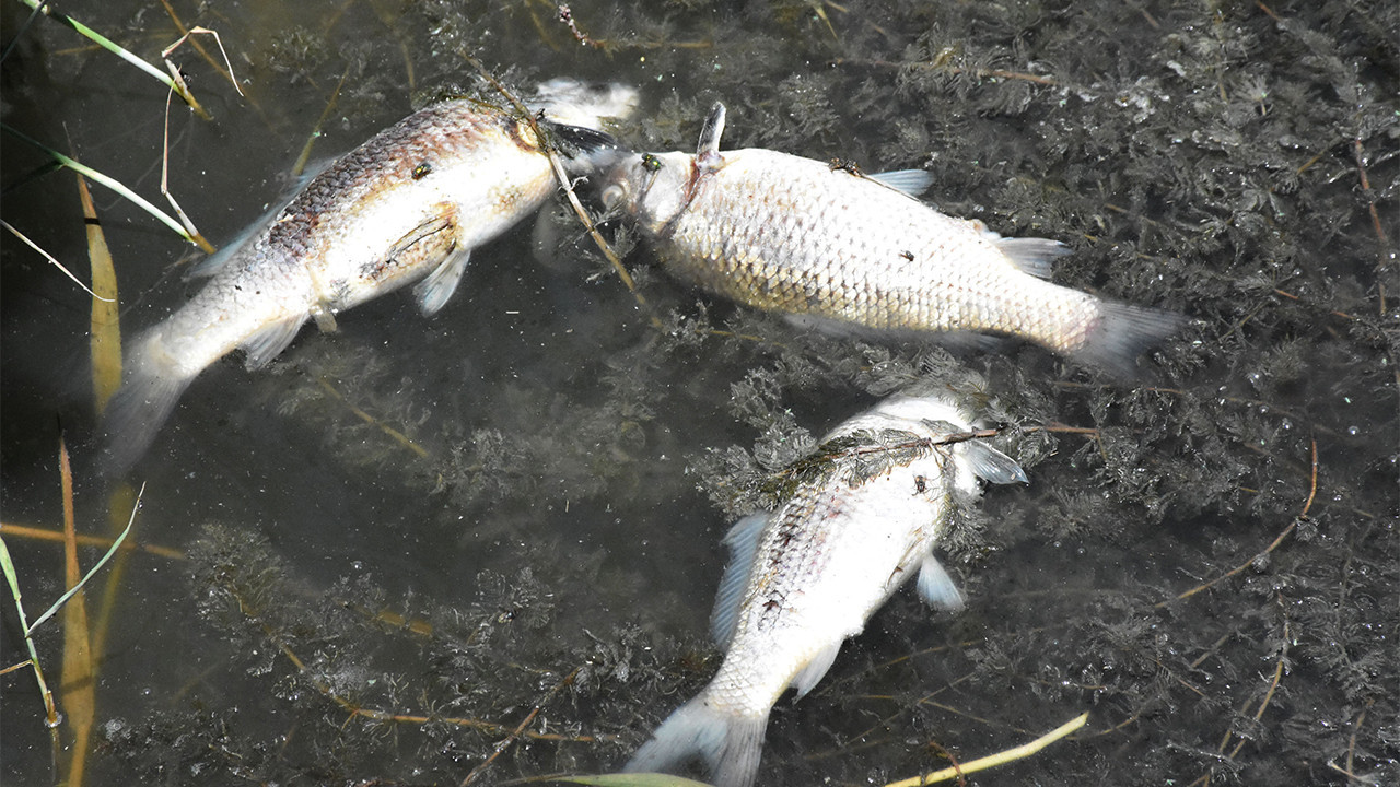 'Ulusal öneme haiz sulak alan' Ulaş Gölü'nde balıklar kıyıya vurdu