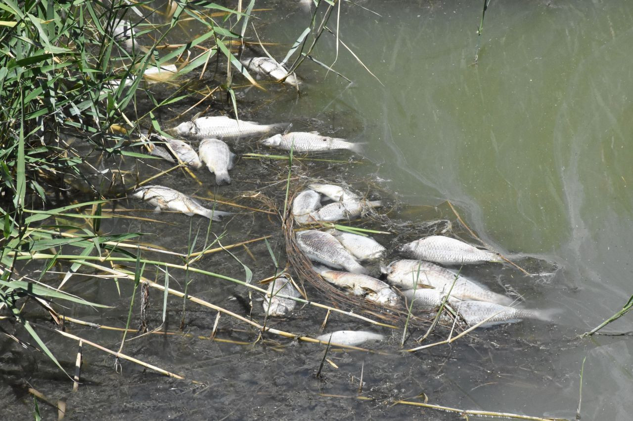 'Ulusal öneme haiz sulak alan' Ulaş Gölü'nde balıklar kıyıya vurdu - Sayfa 4