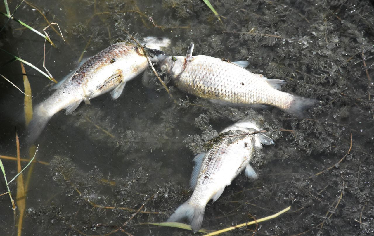 'Ulusal öneme haiz sulak alan' Ulaş Gölü'nde balıklar kıyıya vurdu - Sayfa 1