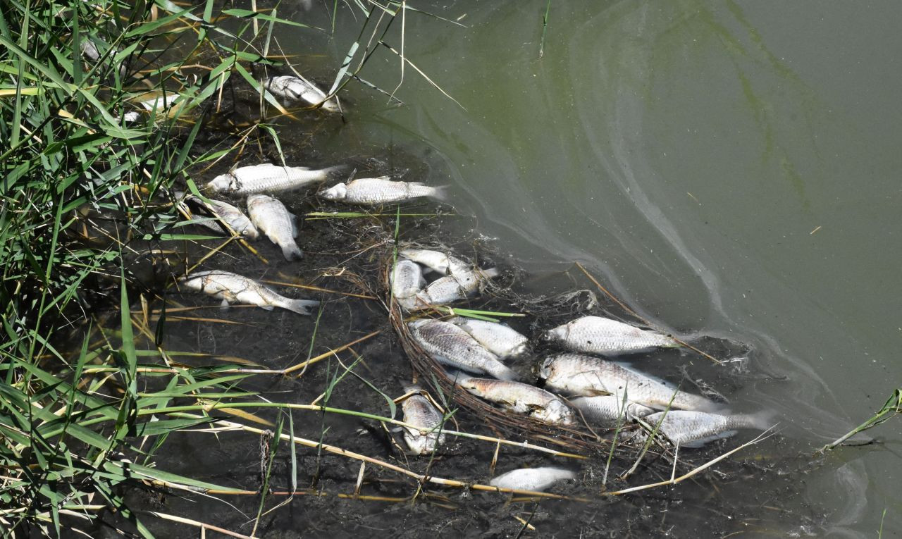 'Ulusal öneme haiz sulak alan' Ulaş Gölü'nde balıklar kıyıya vurdu - Sayfa 2