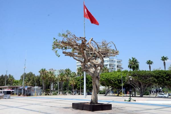 Özgecan Aslan Meydanı'ndaki yarım asırlık ağacı asitli saldırı - Sayfa 1