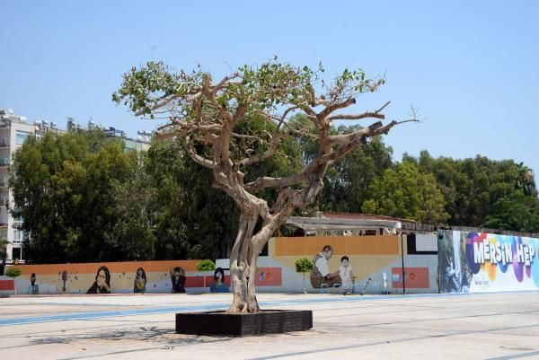 Özgecan Aslan Meydanı'ndaki yarım asırlık ağacı asitli saldırı - Sayfa 2