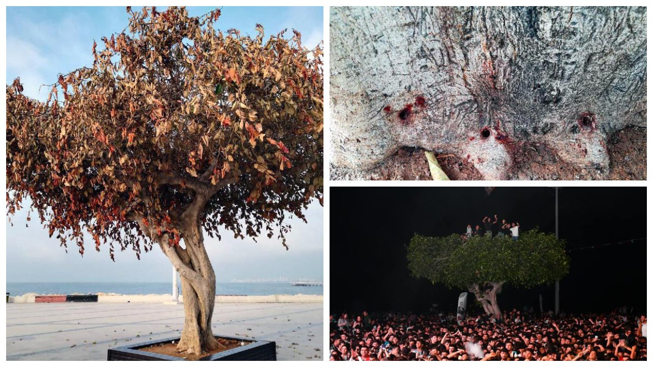 Özgecan Aslan Meydanı'ndaki yarım asırlık ağacı asitli saldırı