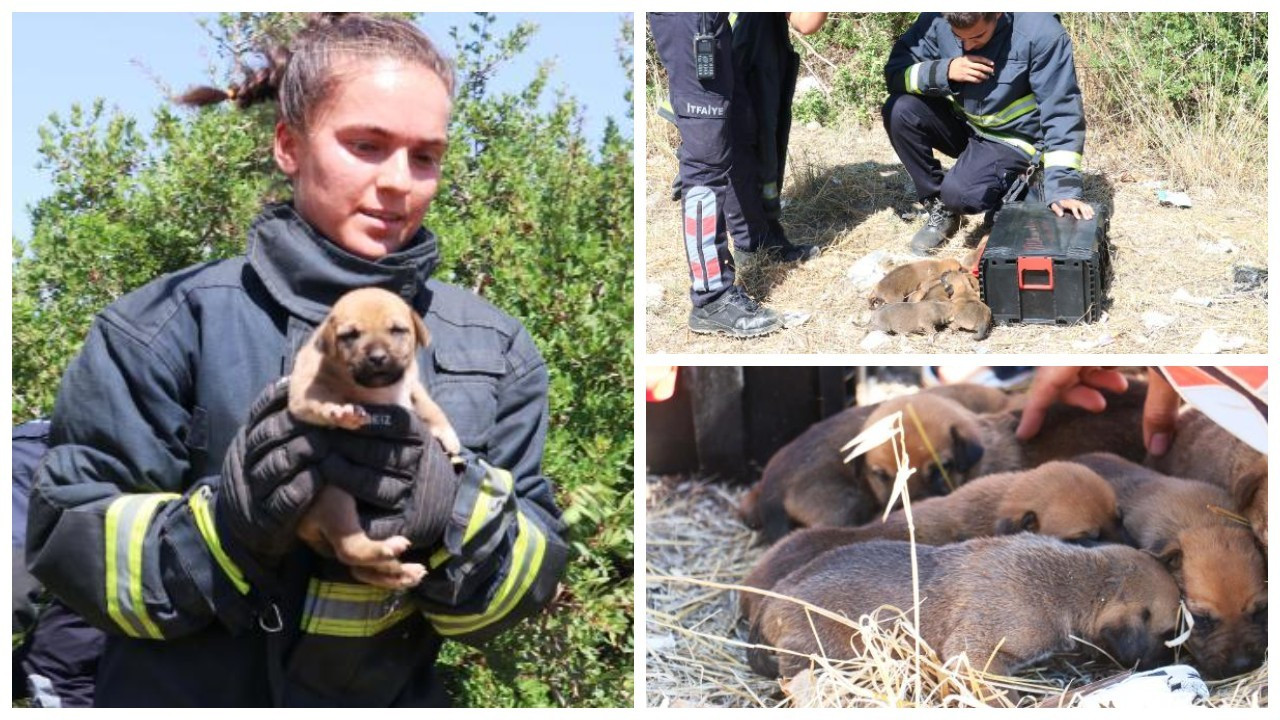 Kuyuya düşen 7 yavru köpeği itfaiye kurtardı