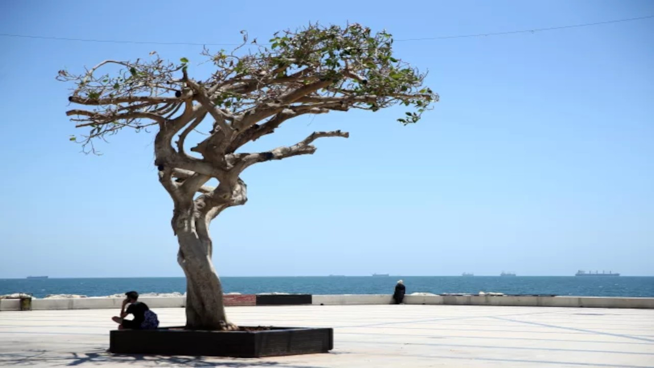 Mersin Belediyesi: Kauçuk ağacını yaşatmak için çabalarımız sürüyor