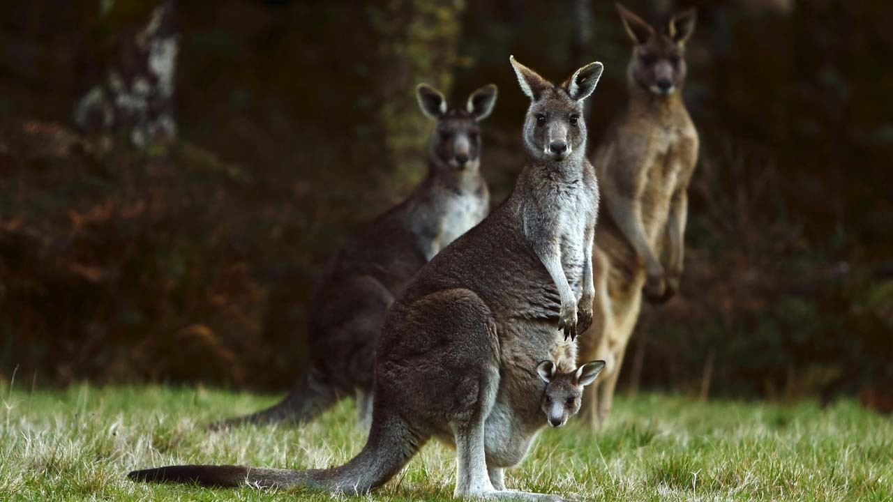 Avustralya'da çevre raporu: Doğal yaşam büyük tahribatla karşı karşıya