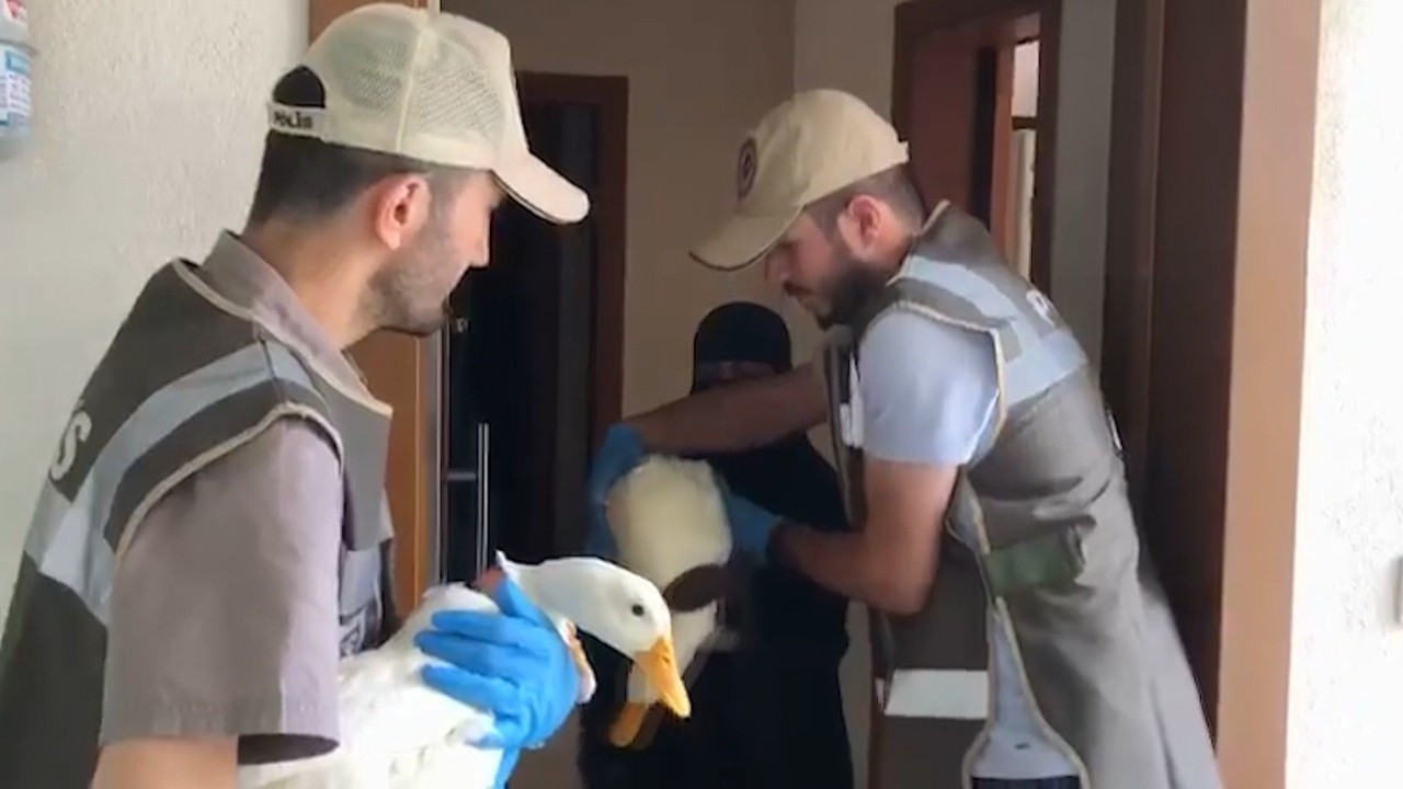 Iraklı kardeşlerin gölete bırakmak istediği ördekler korumaya alındı