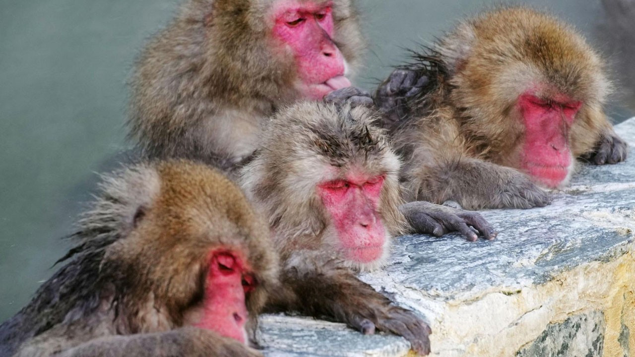 Japonya'da insanlara saldıran bir maymun daha öldürüldü