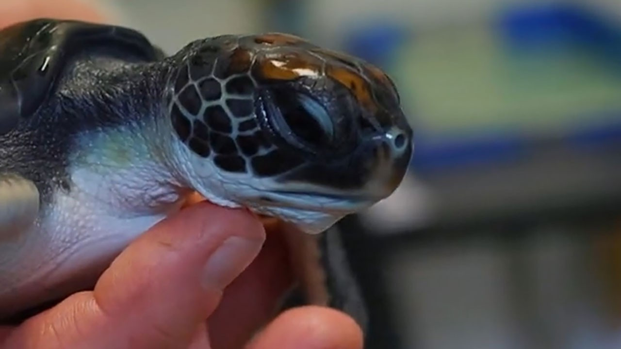 Avustralya’da kurtarılan kaplumbağanın midesi sadece plastik dolu