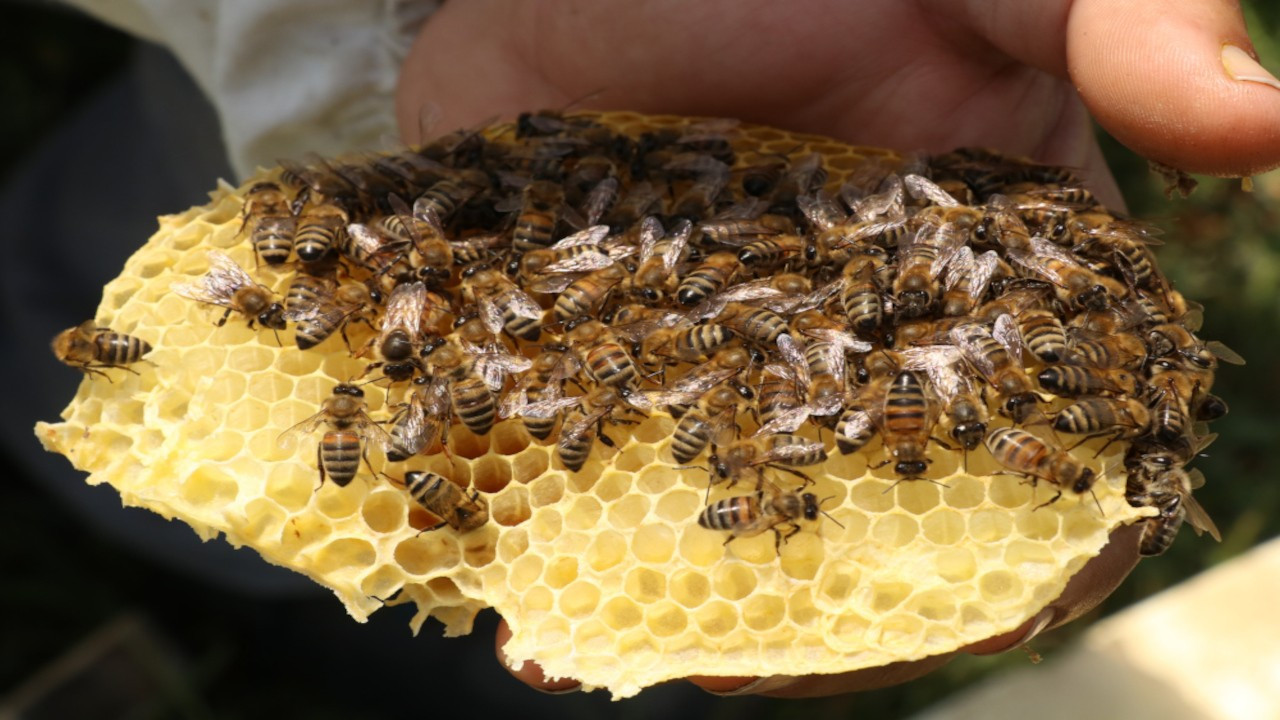 Polen kıtlığı kovanları etkiledi: Arılar üreyemiyor