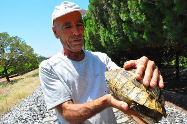 Çiftçilerin 'ölüme gönderdiği' kaplumbağaları raylardan kurtarıyor - Sayfa 4