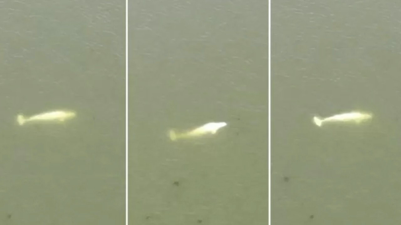 Fransa'da Seine Nehri'nde mahsur kalan beyaz balina kurtarılamıyor